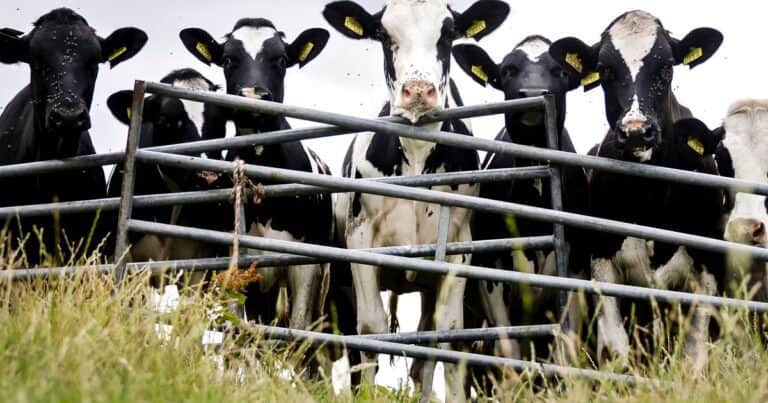 Un rayo mató a 19 vacas durante un temporal e igualmente las faenaron