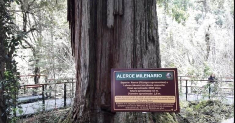 El «Abuelo», el árbol argentino de 2600 años que sigue en pie