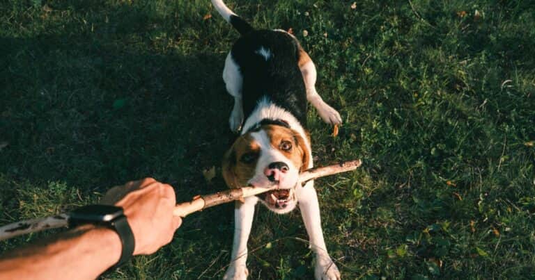 ¿Pueden los perros volverse adictos a sus juguetes? El sorprendente dato que revela un estudio científico