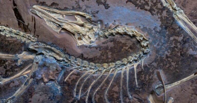 Nuevos estudios sobre la conexión entre las aves y los dinosaurios demuestran que volaron mucho antes de lo que se creía