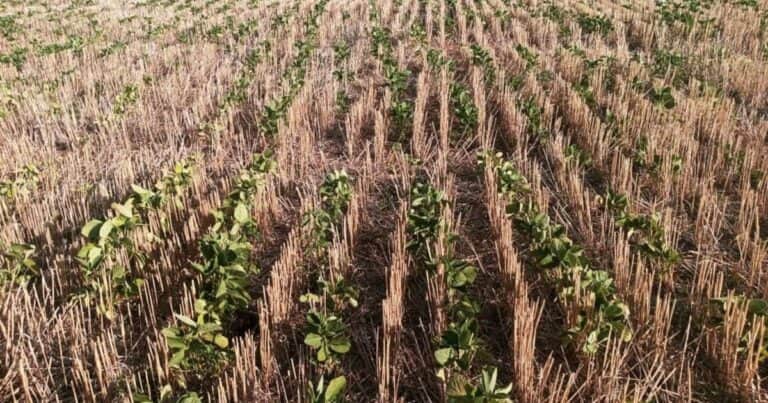 Cosecha récord de trigo: el rastrojo también suma valor
