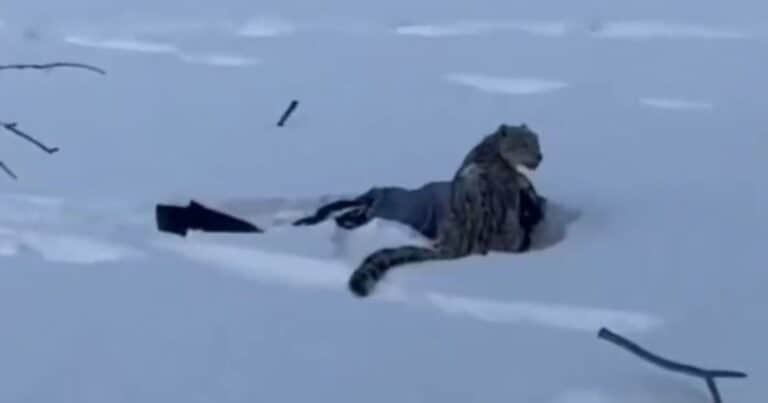 Un raro leopardo de las nieves atacó a una mujer que se acercó a sacarle una foto: el video