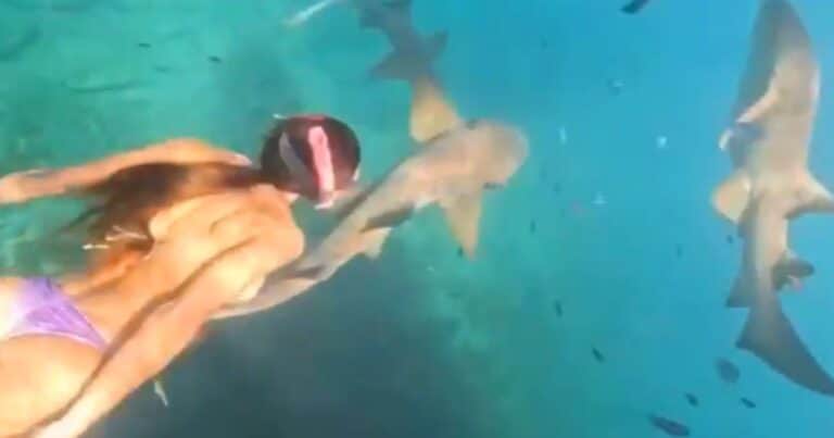 La mordió un tiburón mientras hacía snorkel: el video del ataque y el relato de la buceadora