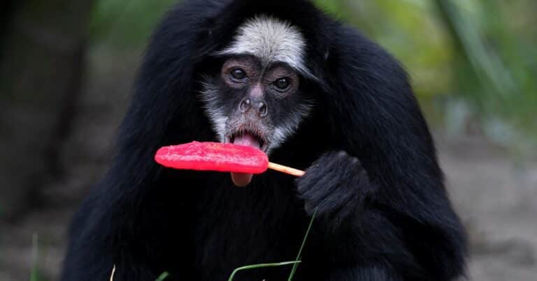 Lúdico y refrescante: así es el zoológico donde los animales comen helado para enfrentar el calor extremo