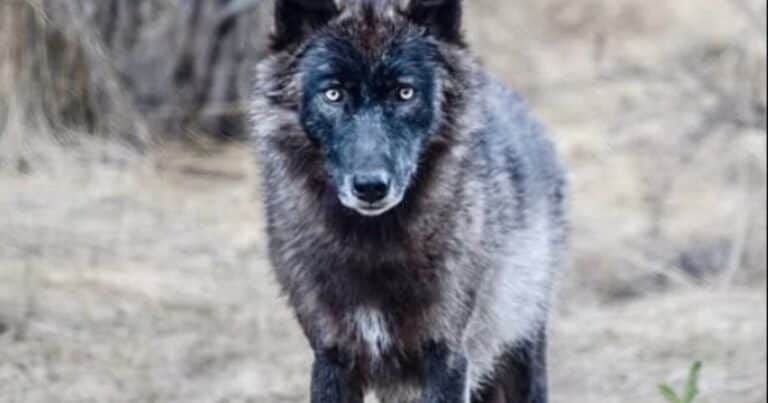 Detectan por primera vez en 100 años a una loba en Los Ángeles