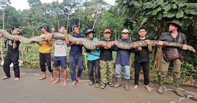 Mide como un arco de fútbol y pesa como un panda adulto: descubren la serpiente silvestre más larga del mundo