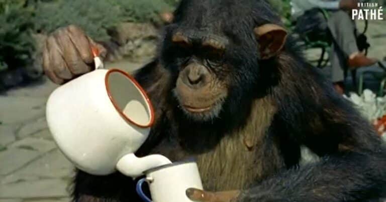 Un estudio demuestra que los monos son capaces de jugar al té con agua imaginaria: “Es emocionante”