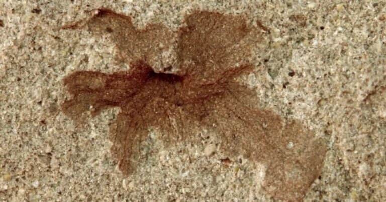 Encontraron una flor fósil de 101 millones de años en la Patagonia