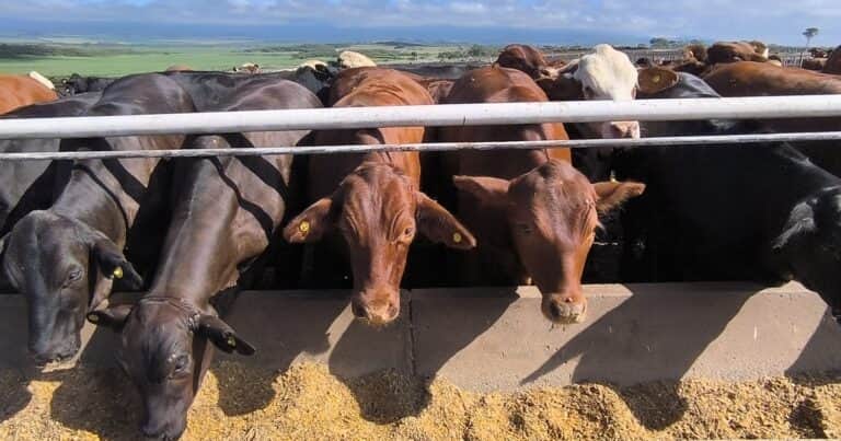 Cómo producir más carne sin aumentar el rodeo