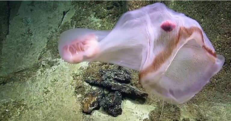 Filmaron a una extraña criatura que cambia de forma en el Océano