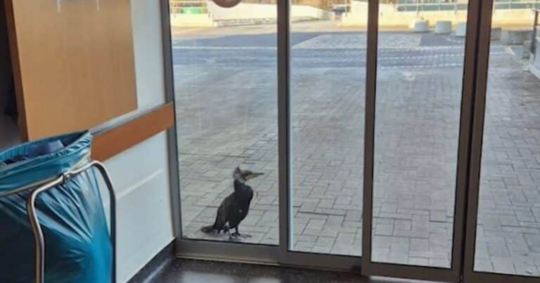 Un pájaro herido picoteó la ventana de una sala de emergencias: «Sabía exactamente dónde encontrar ayuda»