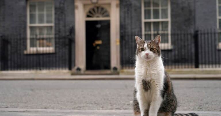 El famoso gato Larry cumplió 15 años viviendo en el 10 de Downing Street
