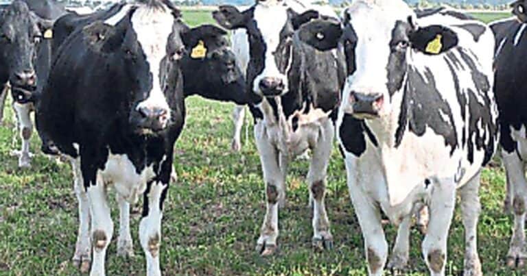 Día del Tambero: cayó 10% la facturación y algunos productores exploran un nuevo modelo de negocios