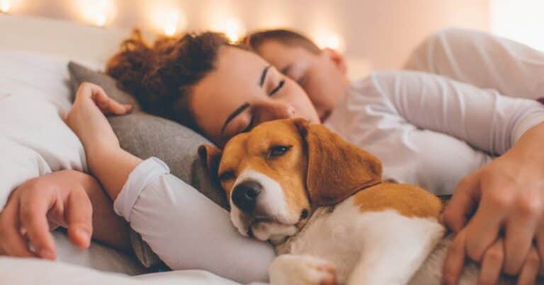 Día Mundial de Amar a tu Mascota: por qué se celebra cada 20 de febrero y tres ideas para tener un día especial junto a la tuya