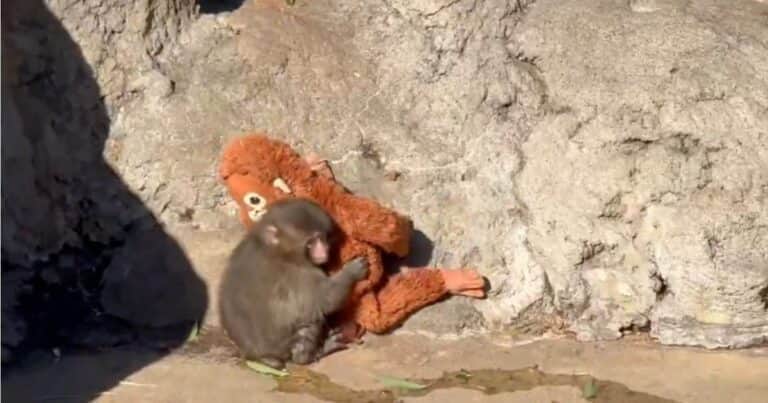 El bebé Punch fue atacado por un macaco y corrió a abrazarse a su «mamá» peluche