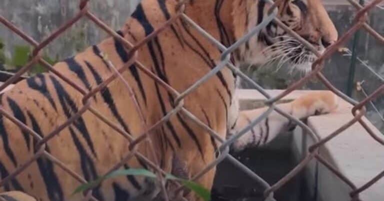 Conmoción en Tailandia: un virus mortal causó la muerte de 72 tigres en cautiverio