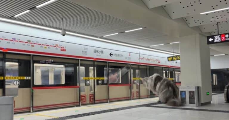 Construyó una ciudad en miniatura para sus gatos e inauguró su estación de subte