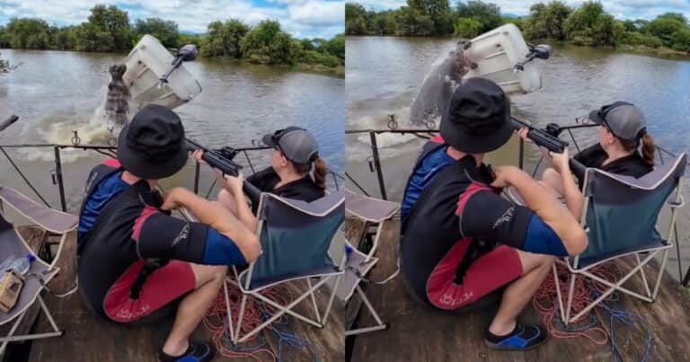 Un hipopótamo salió del agua y volteó una lancha: el impactante video del ataque