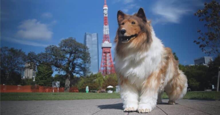 Furor therian: el japonés que gastó 15 mil dólares para vivir como un perro