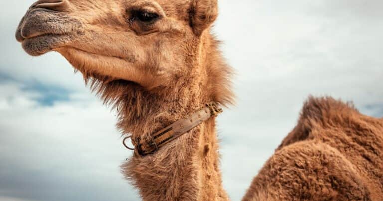 ¿Pasaporte para camellos?: el país de Oriente Medio que entregará documentos por un insólito motivo