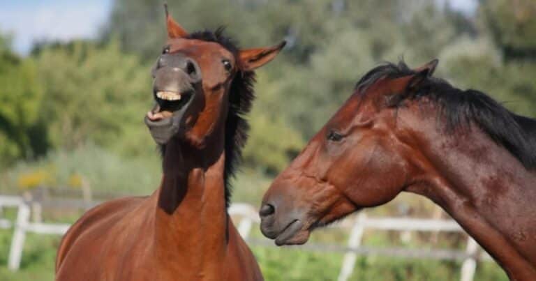 Descubren porqué relinchan los caballos: para silbar y cantar