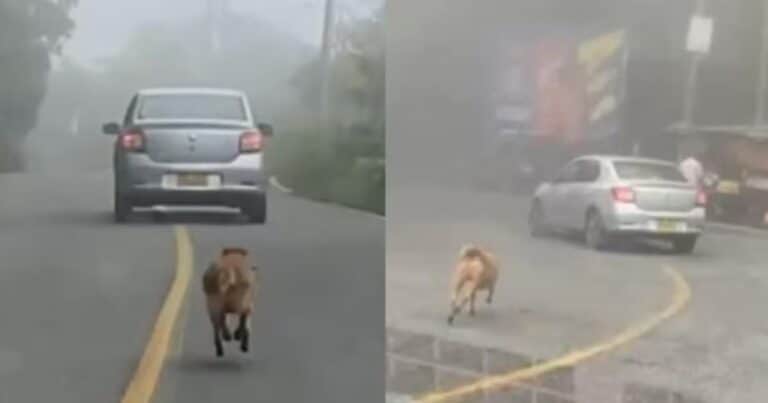 Un perrito fue abandonado en plena ruta y corrió desesperado detrás del auto