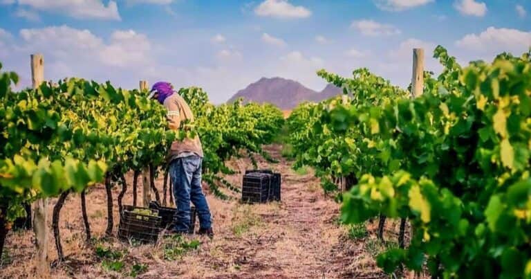 Vinos de Catamarca: un «secreto» ancestral con el sol y la montaña de aliados