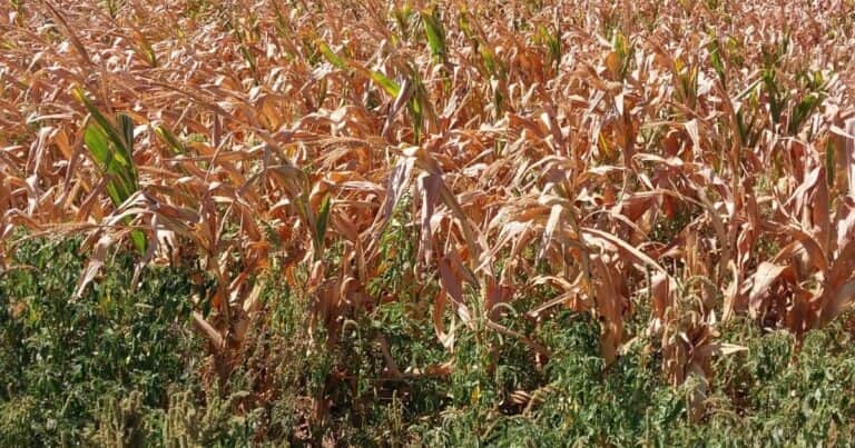 «Pesadilla recurrente»: La sequía avanza en la zona núcleo y los productores esperan por las lluvias pronosticadas para esta semana