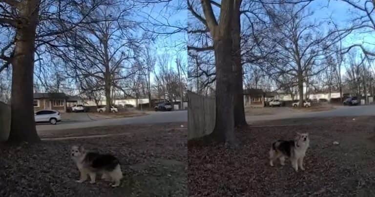 Un perro guio a la policía directo a la ubicación de un nene de tres años desaparecido: «Es un héroe»