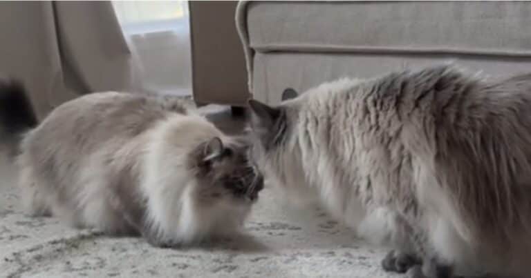 Dos gatos se reencontraron después de 5 años y esto es lo que sucedió