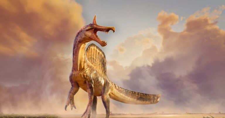 Hallan en el Sahara una nueva especie de dinosaurio con una cresta en forma de sable que se creía que habitaba cerca del agua
