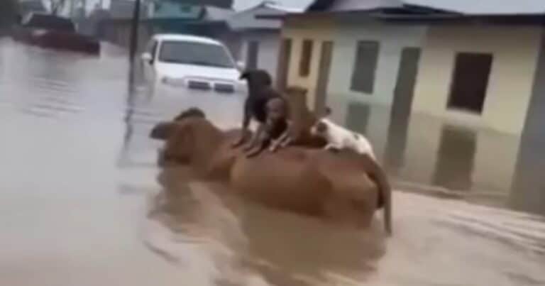 Filmaron a una vaca salvando a cuatro perros durante una inundación