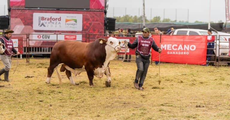 Braford vuelve a apostar por Expoagro para seguir avanzando