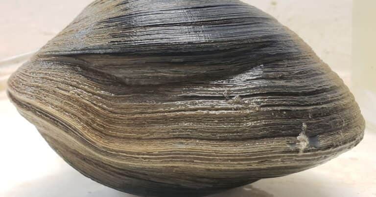 Descubren una almeja de 500 años que podría revelar secretos ocultos del océano