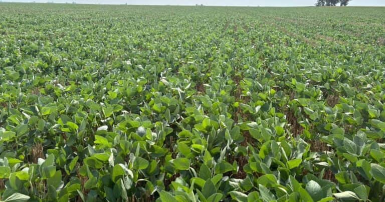 Proyectan una merma de 600 mil toneladas de soja en la principal región agrícola