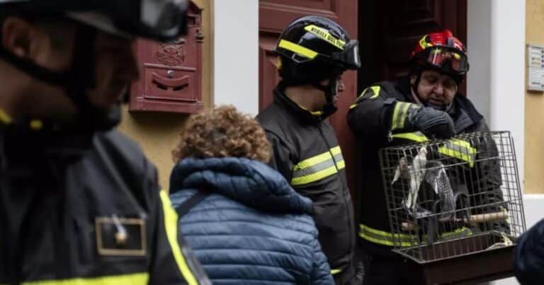 El dramático rescate de cinco pájaros en la ciudad italiana afectada por un deslave