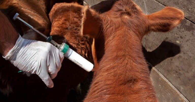 El Senasa aprobó una nueva vacuna contra la fiebre aftosa
