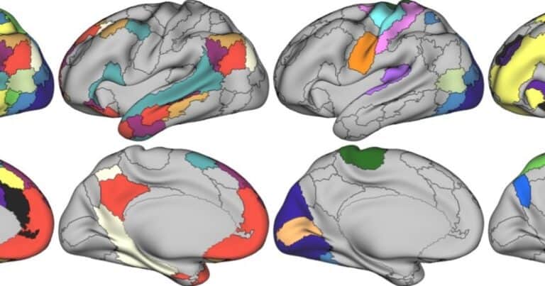 Descubierta una red neuronal relacionada con la depresión