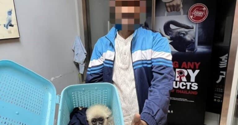 Escándalo en un aeropuerto de Tailandia: quiso subir al avión con animales vivos en su maleta y terminó arrestado