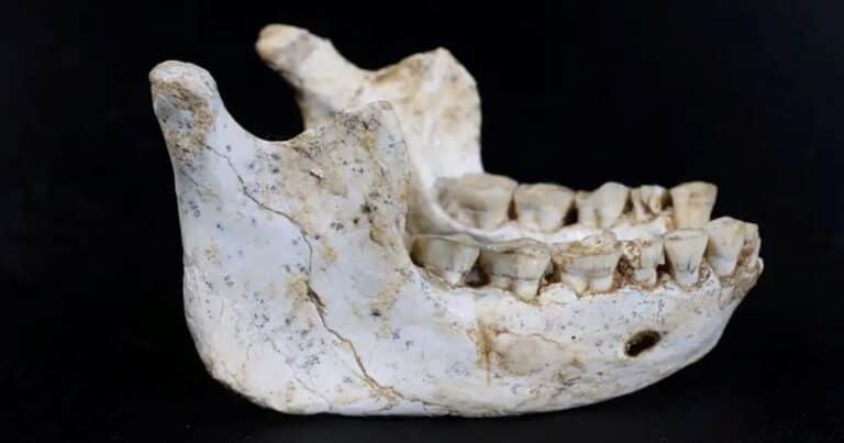 Hallazgo histórico en África: encuentran restos de un ancestro del Homo sapiens de 700 mil años