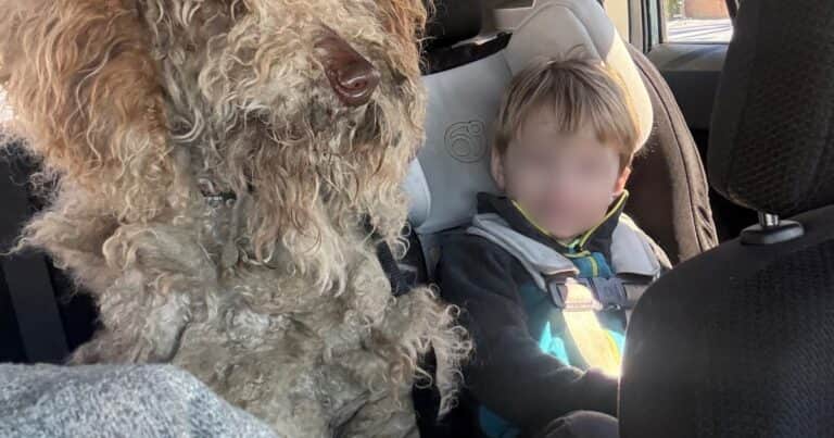 Salvó a una perra abandonada en una tormenta de nieve: la denunciaron por no llevarla a un refugio de animales