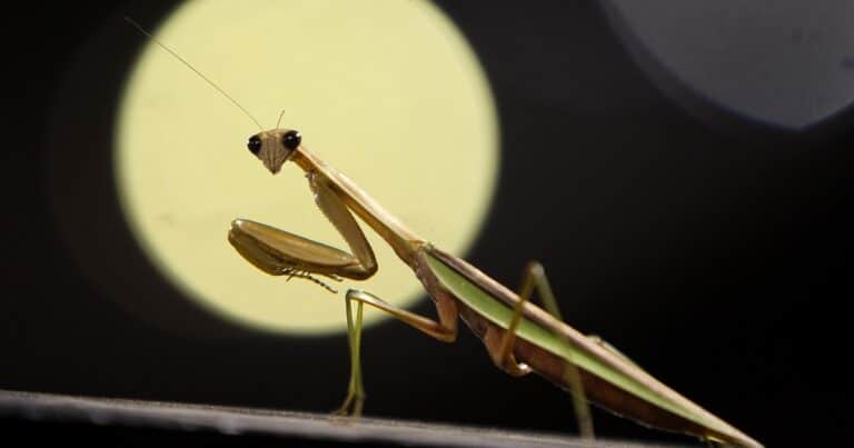 Descubren dos especies invasoras de mantis religiosa que se reproducen a una inédita velocidad
