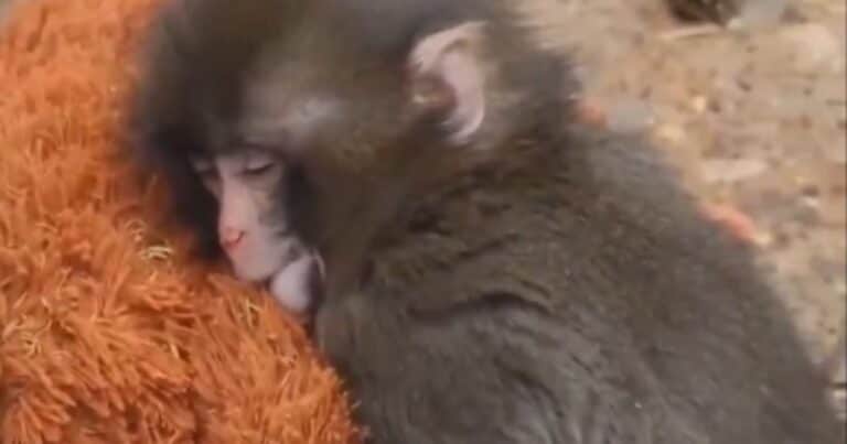 Un bebé mono abandonado por su mamá la reemplazó con un osito de peluche