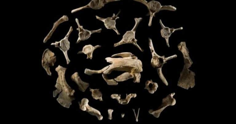 La vaca marina de 21 millones de años que ya cambiaba el océano como lo hacen las especies actuales
