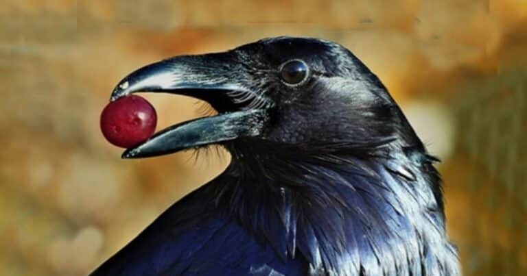 Cuál es y dónde está el pájaro más inteligente del mundo