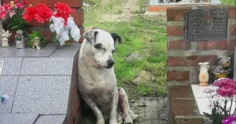 Las mascotas podrán ser enterradas junto con sus dueños en la mayor ciudad de Brasil