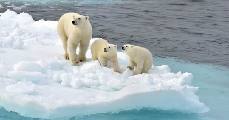 Día Mundial del Oso Polar: las 6 curiosidades que pocos conocen sobre esta especie