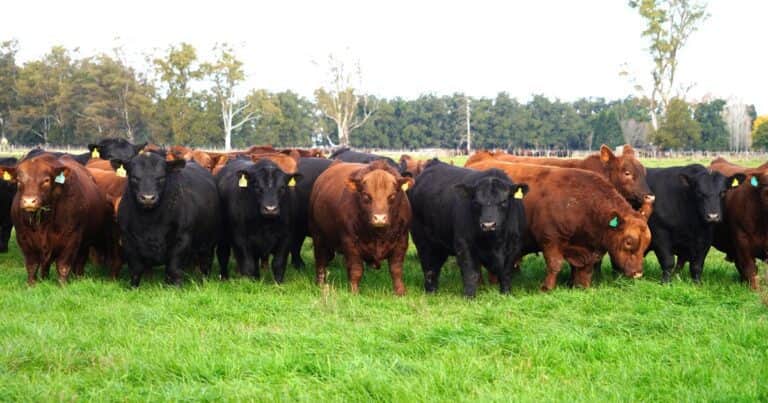 Cuáles son las exigencias productivas para exportar carne a Estados Unidos