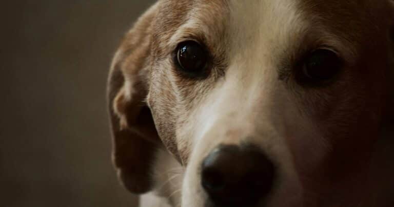¿Podés evitar que tu perro o gato sufra artrosis?