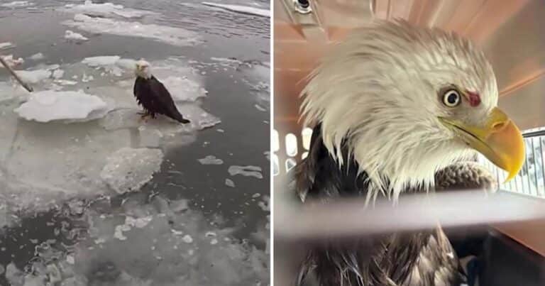 El conmovedor rescate de un águila calva herida y atrapada en el hielo